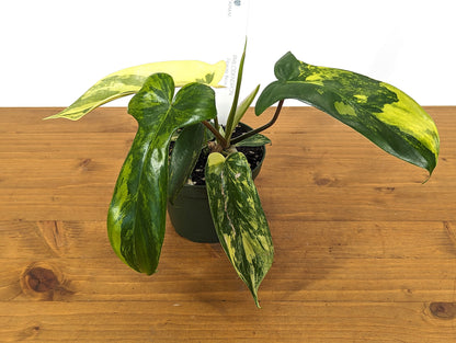 EXACT Philodendron Florida Beauty - 4 Inch Pot 