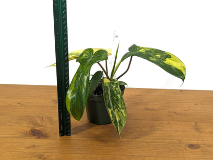 EXACT Philodendron Florida Beauty - 4 Inch Pot 