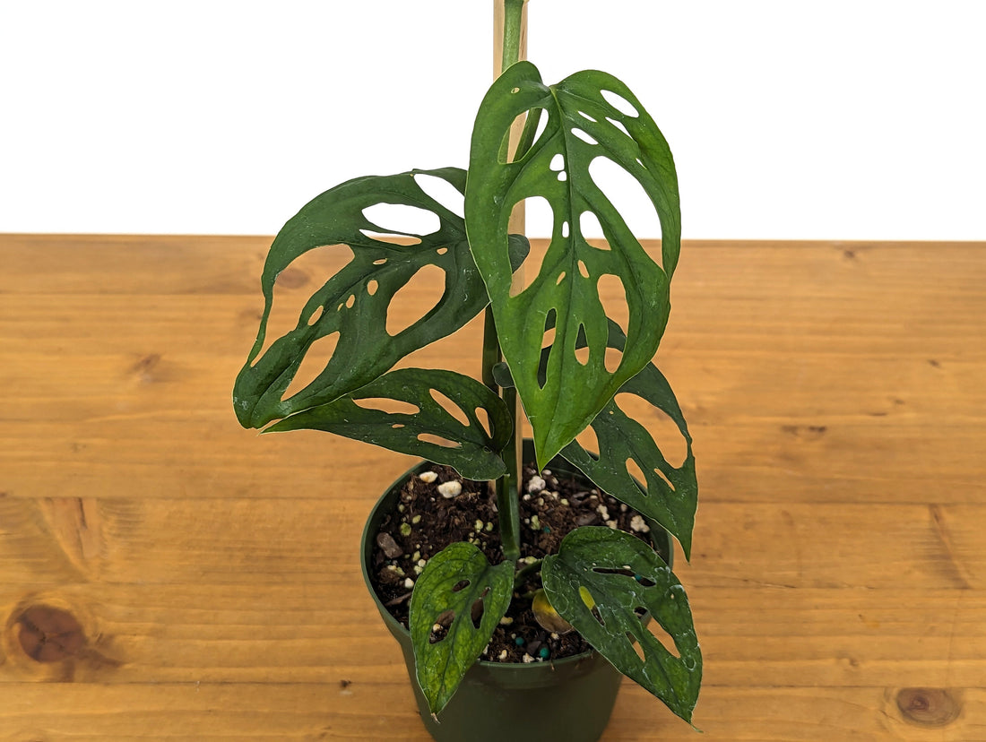 Monstera Esqueleto Live Houseplant in 4 inch pot with bamboo pole