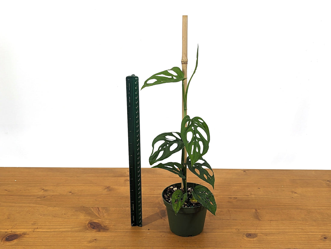 Monstera Esqueleto Live Houseplant in 4 inch pot with bamboo pole