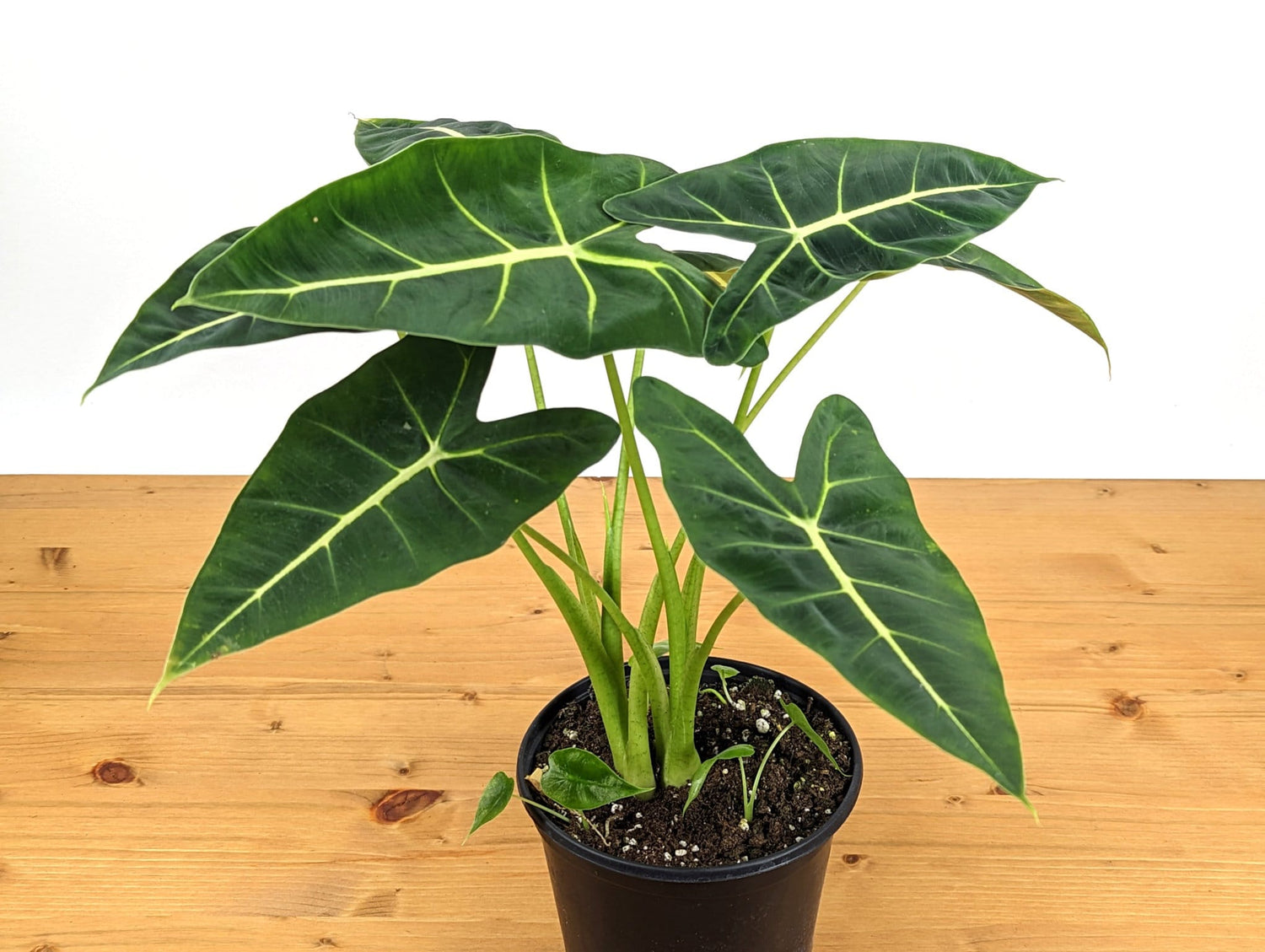 Alocasia Frydek - 2 plants in 6 inch pot