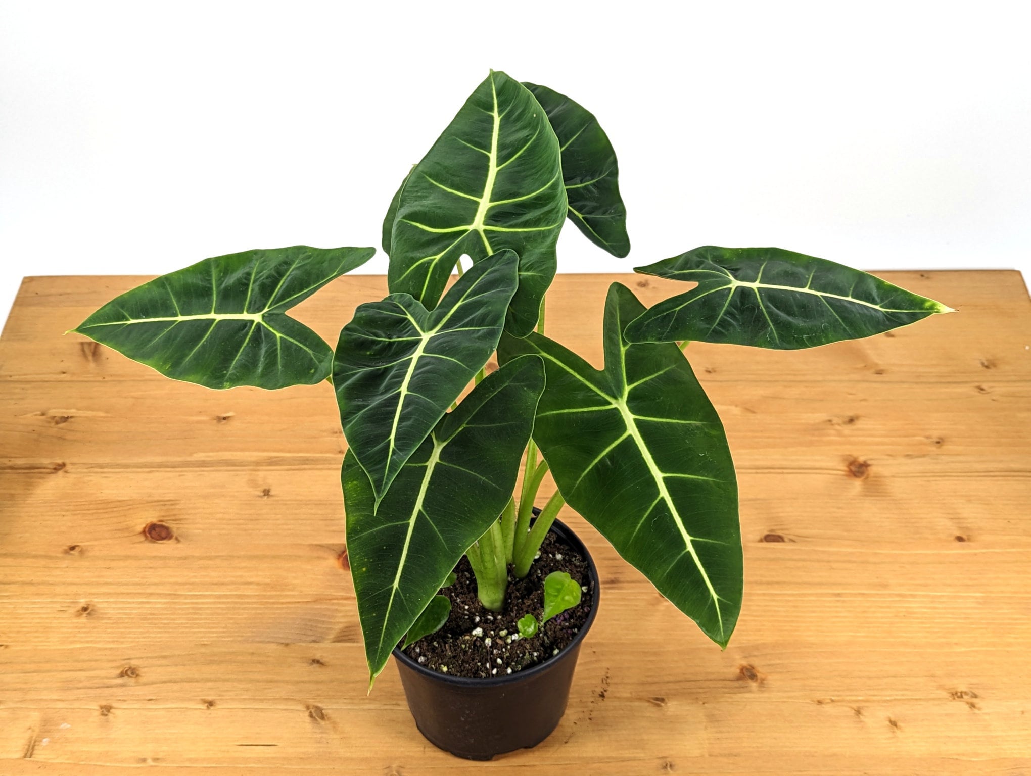 Alocasia Frydek - 2 plants in 6 inch pot