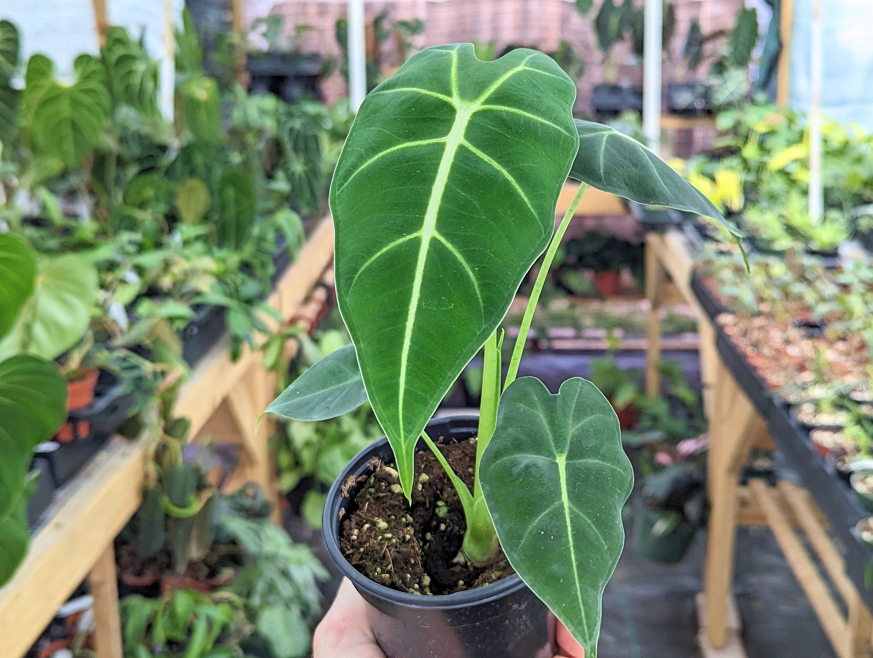 Alocasia Frydek - 2 plants in 6 inch pot