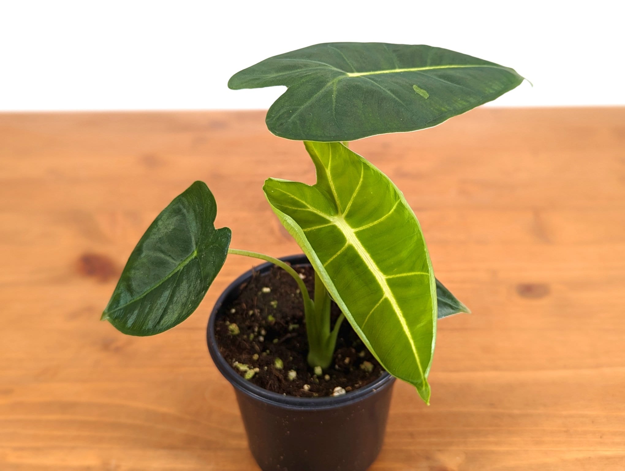 Alocasia Frydek - 2 plants in 6 inch pot