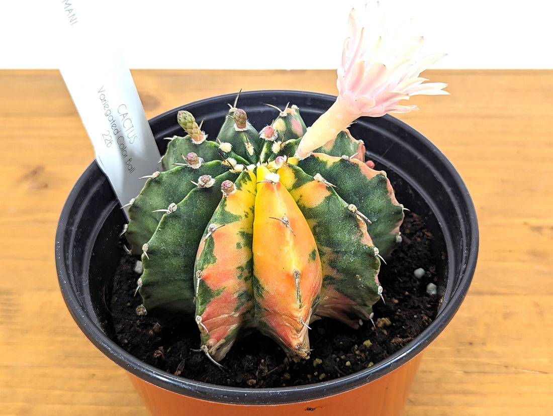 EXACT Color Ball Cactus Gymnocalycium Friedrichii 6&quot; pot