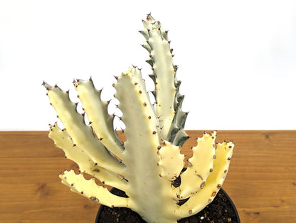 Ghost Cactus Euphorbia Lactea (Dragon Bones, Candelabra) 6 inch pot