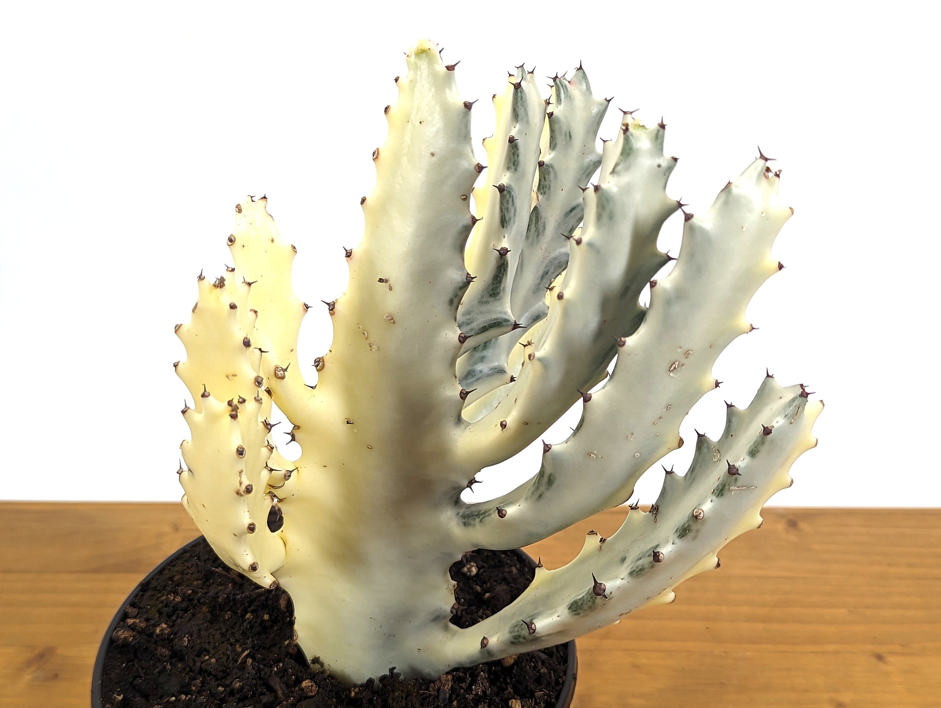 Ghost Cactus Euphorbia Lactea (Dragon Bones, Candelabra) 6 inch pot