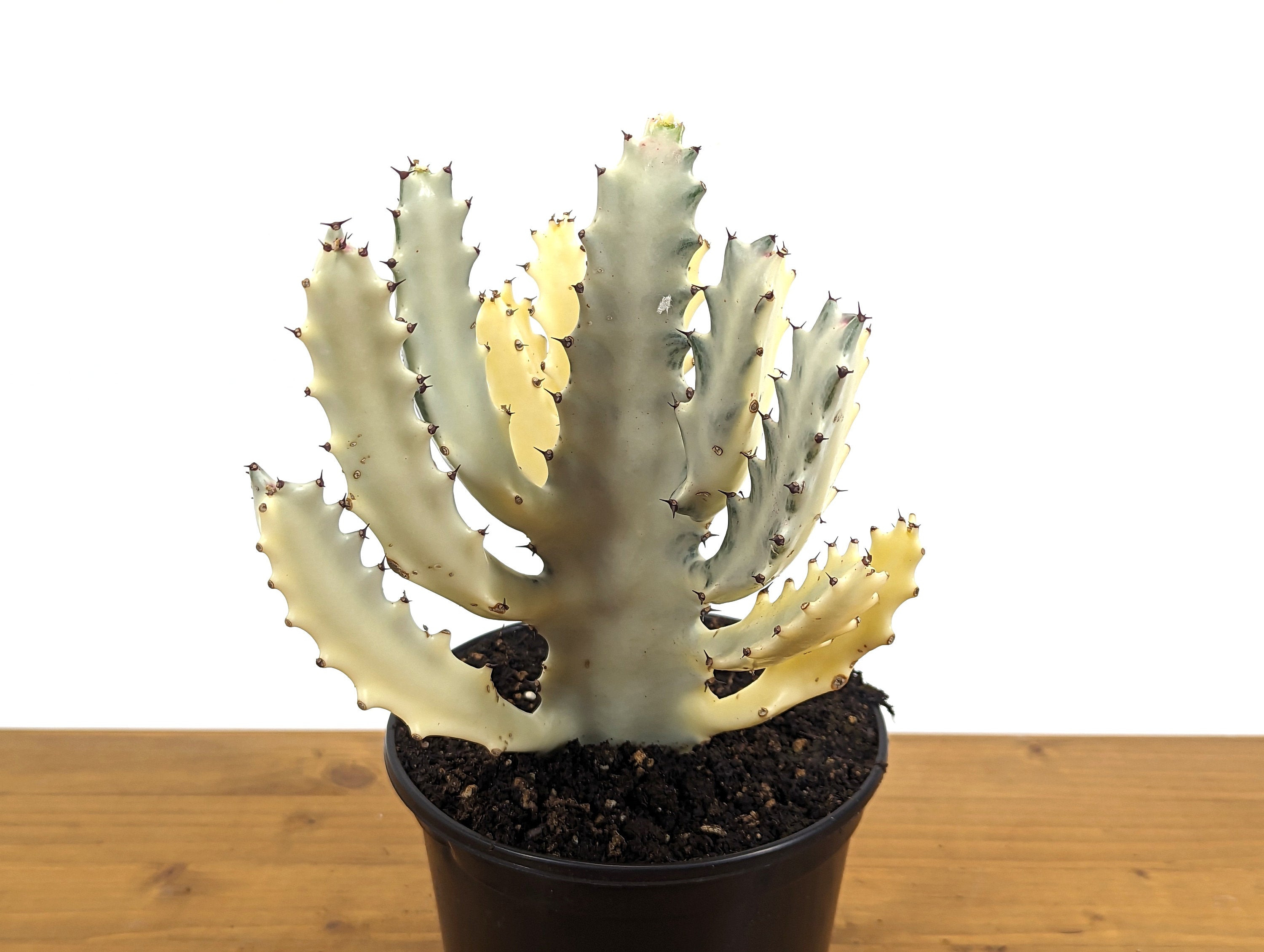 Ghost Cactus Euphorbia Lactea (Dragon Bones, Candelabra) 6 inch pot