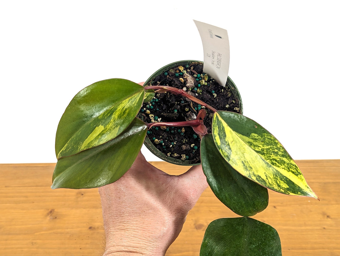 EXACT Philodendron Strawberry Shake Live Variegated House Plant