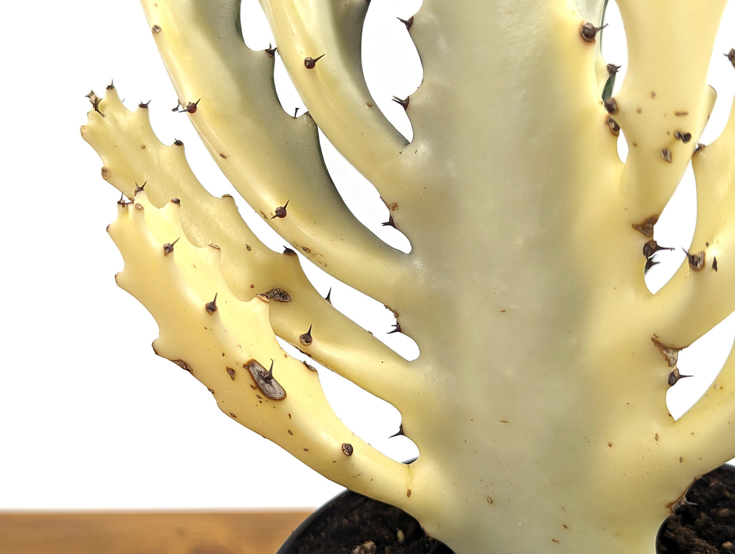 Ghost Cactus Euphorbia Lactea (Dragon Bones, Candelabra) 6 inch pot