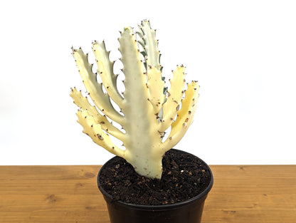 Ghost Cactus Euphorbia Lactea (Dragon Bones, Candelabra) 6 inch pot