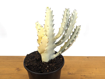 Ghost Cactus Euphorbia Lactea (Dragon Bones, Candelabra) 6 inch pot