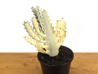 Ghost Cactus Euphorbia Lactea (Dragon Bones, Candelabra) 6 inch pot