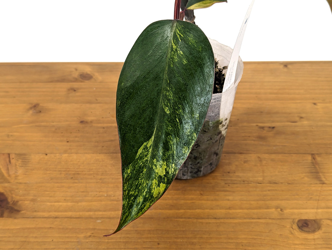 EXACT Philodendron Strawberry Shake Live Variegated House Plant