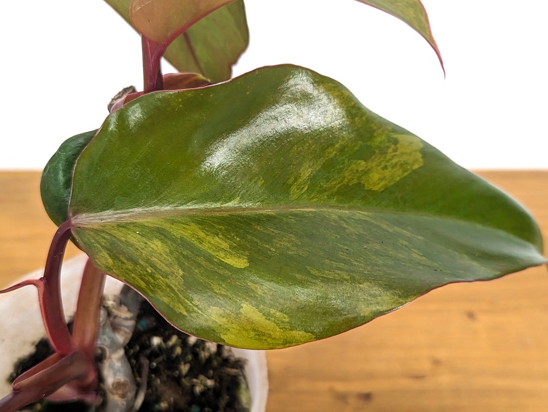 EXACT Philodendron Strawberry Shake Live Variegated House Plant