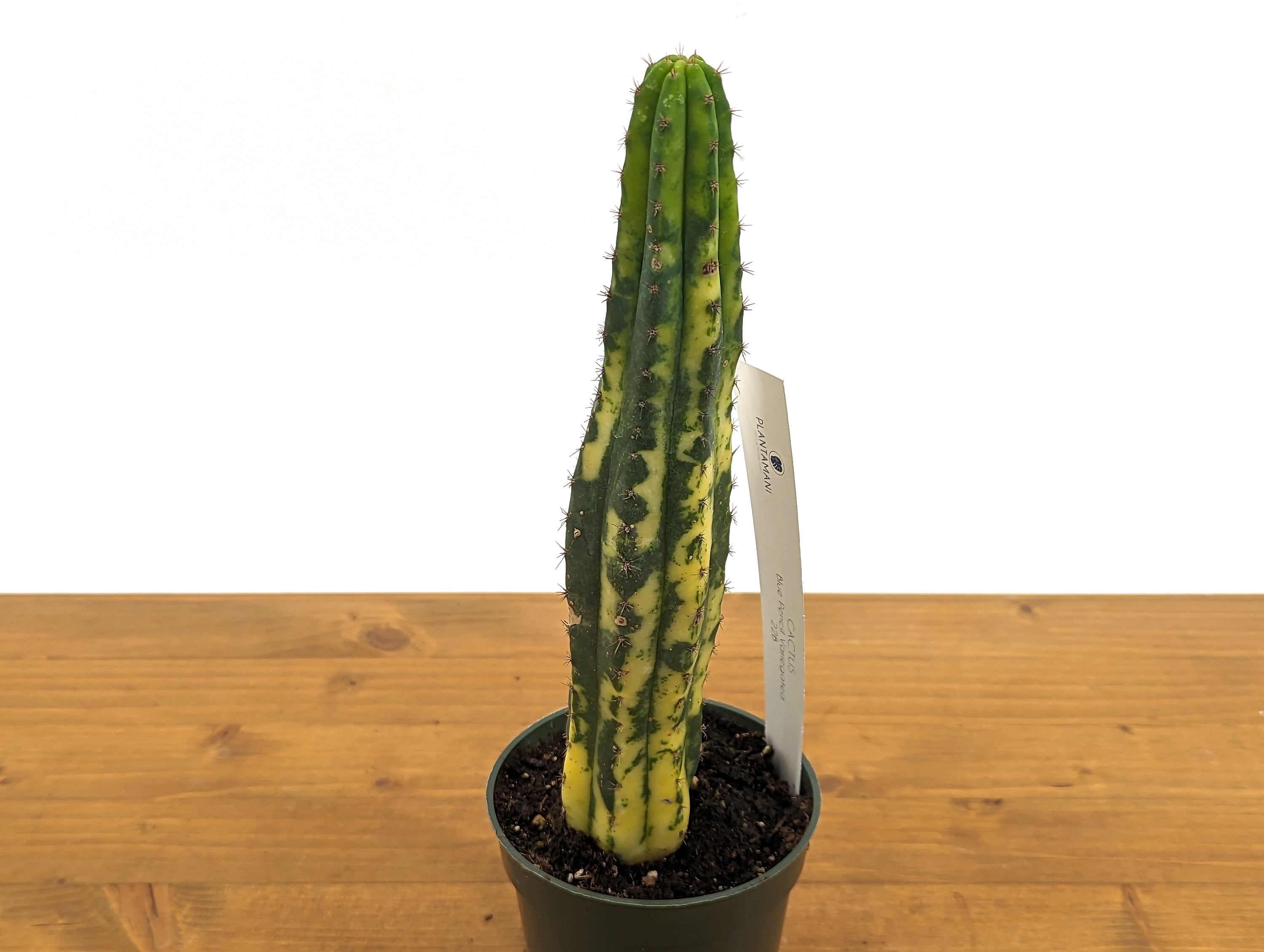 EXACT Variegated Blue Candle Cactus Live Plant - 4 Inch Pot 