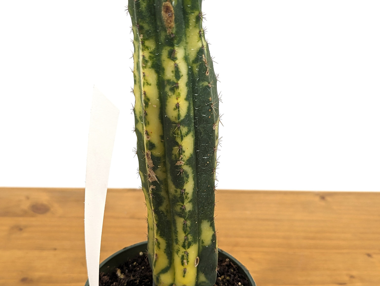 EXACT Variegated Blue Candle Cactus Live Plant - 4 Inch Pot 