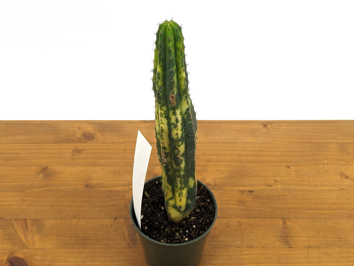 EXACT Variegated Blue Candle Cactus Live Plant - 4 Inch Pot 