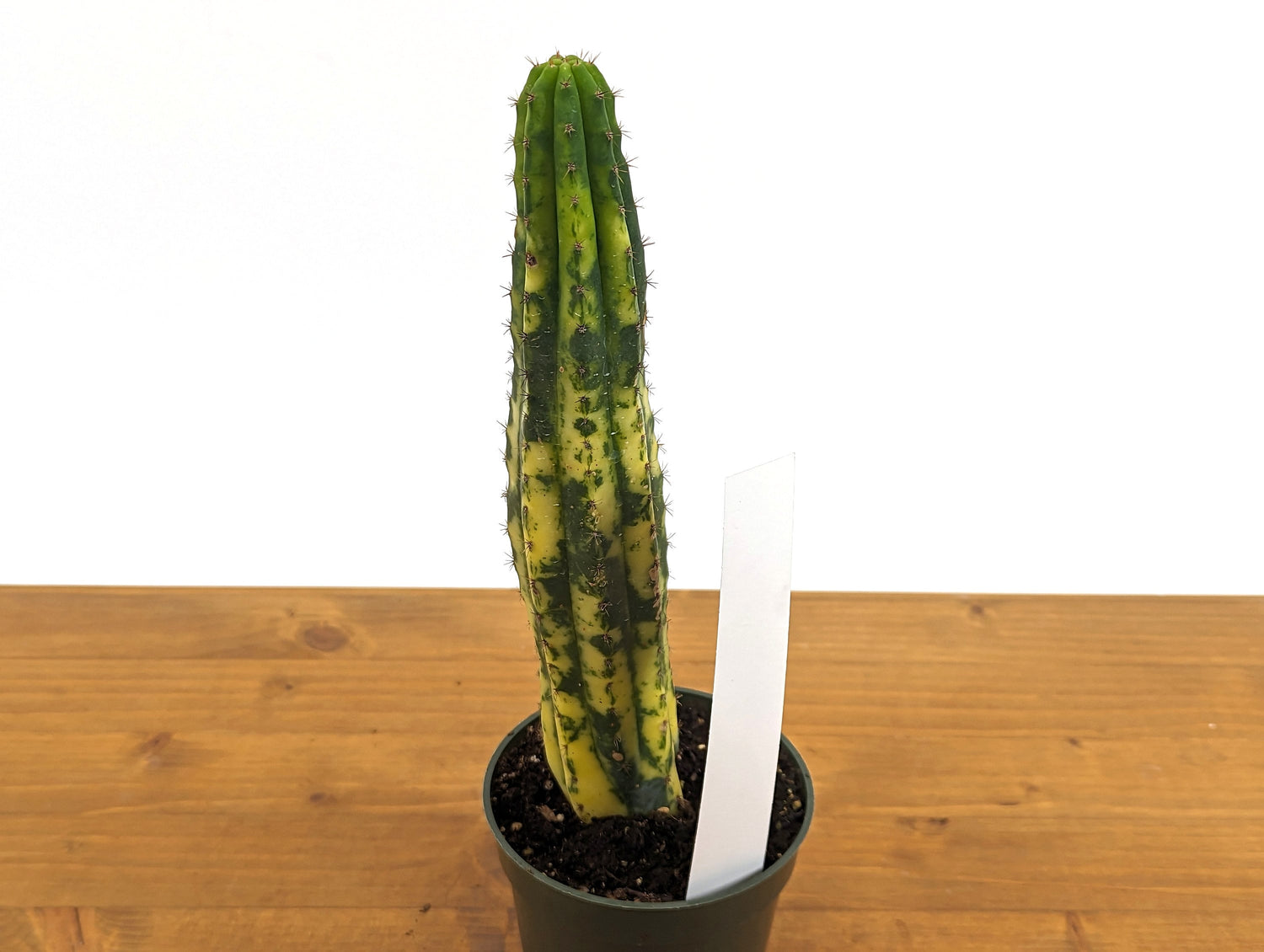 EXACT Variegated Blue Candle Cactus Live Plant - 4 Inch Pot 