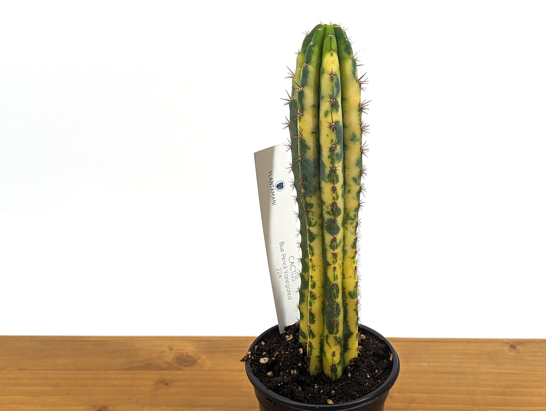 EXACT Variegated Blue Candle Cactus Live Plant - 4 Inch Pot 