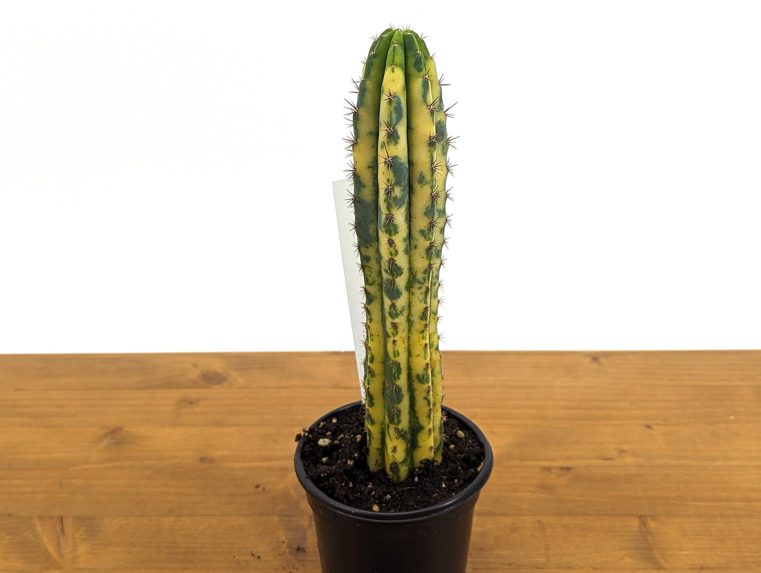 EXACT Variegated Blue Candle Cactus Live Plant - 4 Inch Pot 