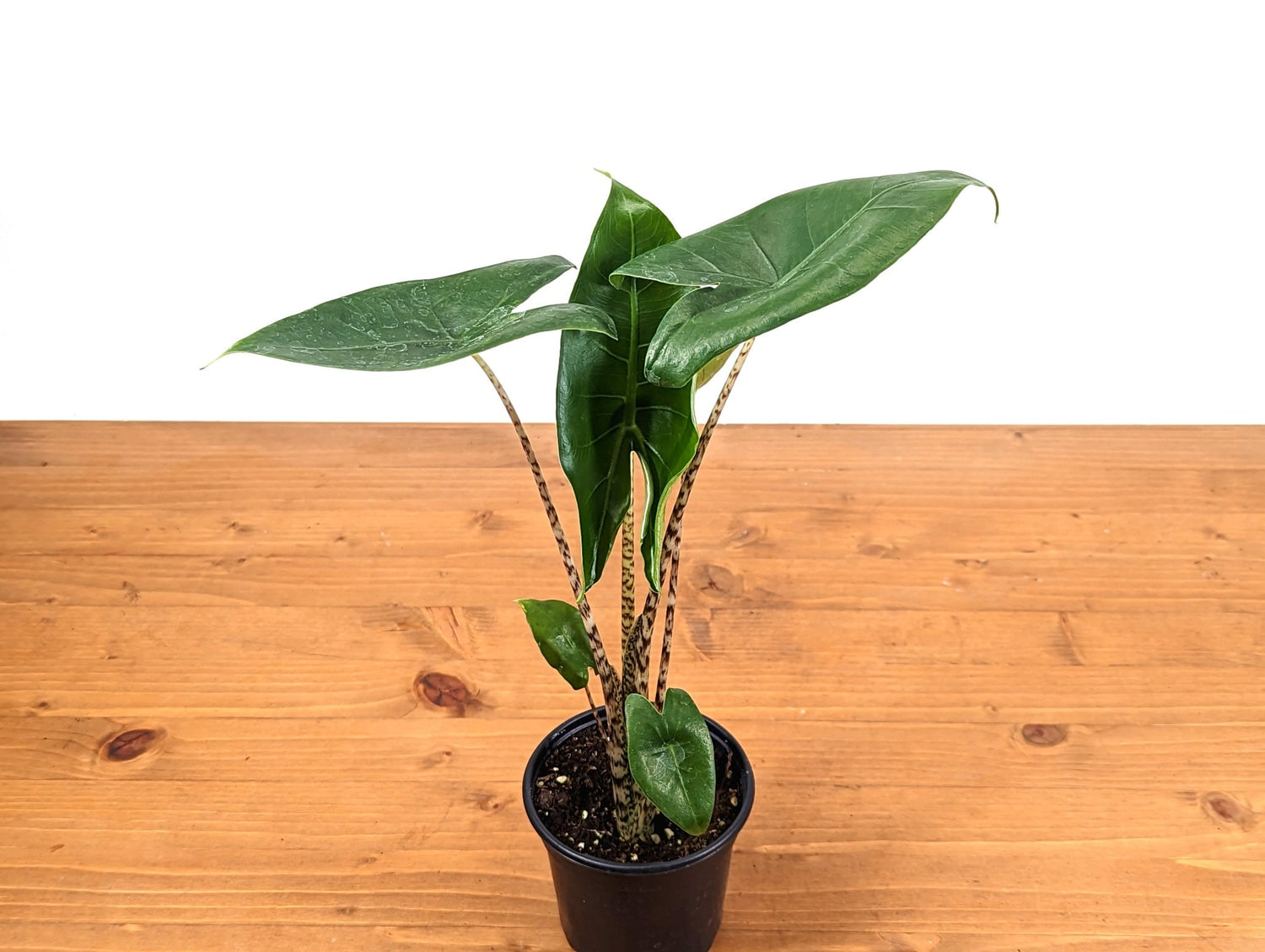 Alocasia Zebrina