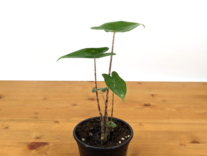 Alocasia Zebrina