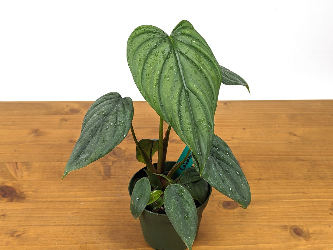 Philodendron Colombia Silver &quot;Platinum&quot; - 4 inch pot Juvenile Plant Full and Beautiful