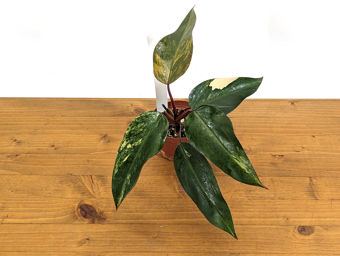 EXACT Philodendron Strawberry Shake Live Variegated House Plant