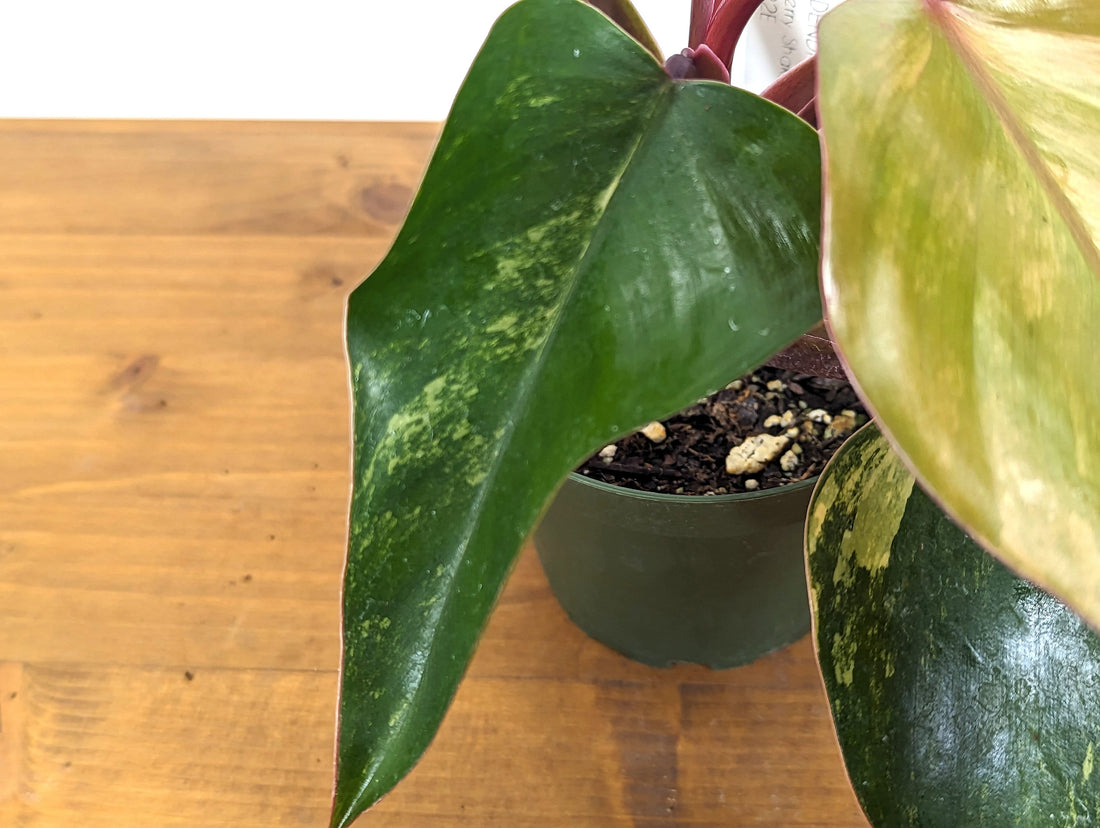 EXACT Philodendron Strawberry Shake Live House Plant - Variegated Live Houseplant