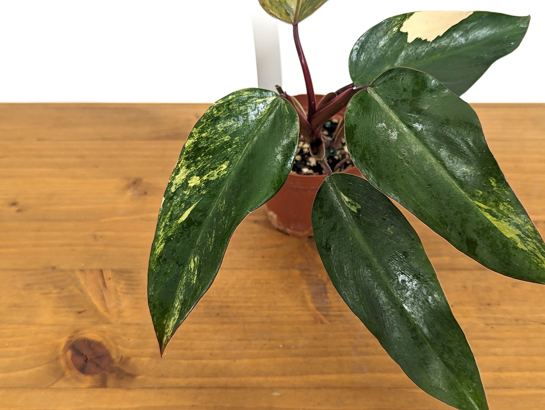 EXACT Philodendron Strawberry Shake Live Variegated House Plant