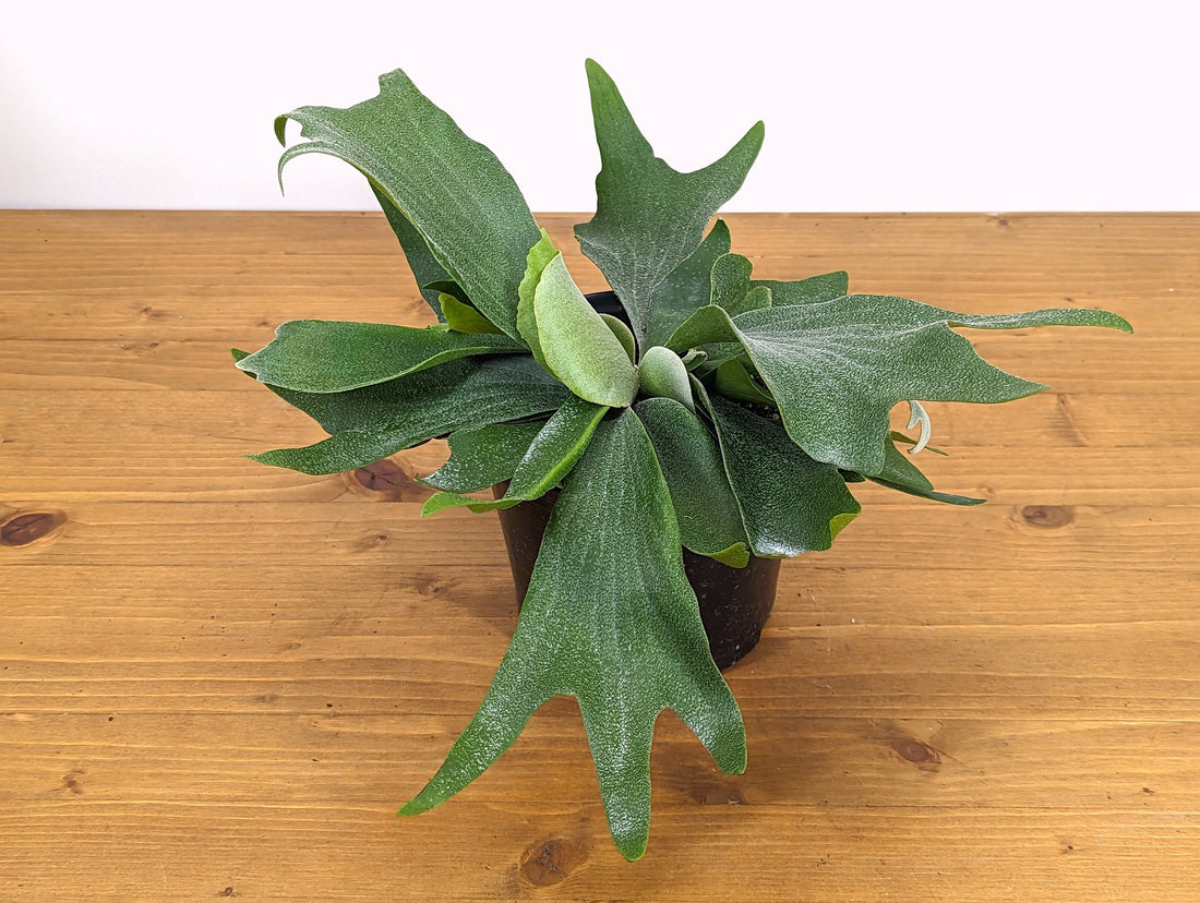 Platycerium bifurcatum Netherlands Staghorn Fern