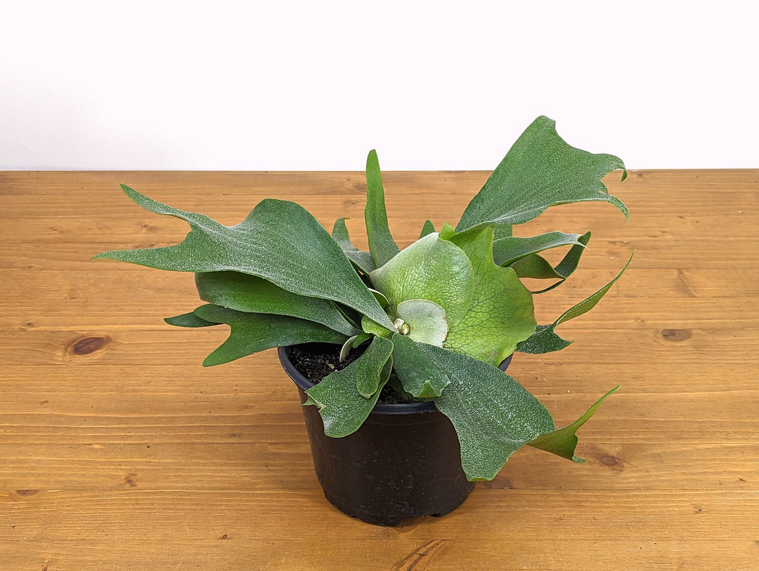 Platycerium bifurcatum Netherlands Staghorn Fern