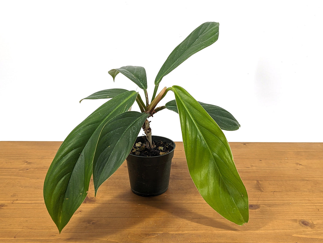 Philodendron Baudoense in 4 inch pot - Live Houseplant Tropical Aroid Gift