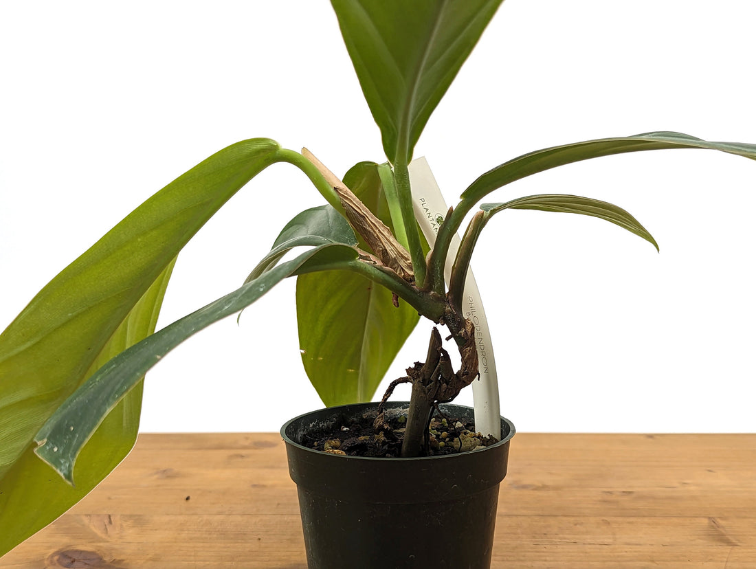 Philodendron Baudoense in 4 inch pot - Live Houseplant Tropical Aroid Gift