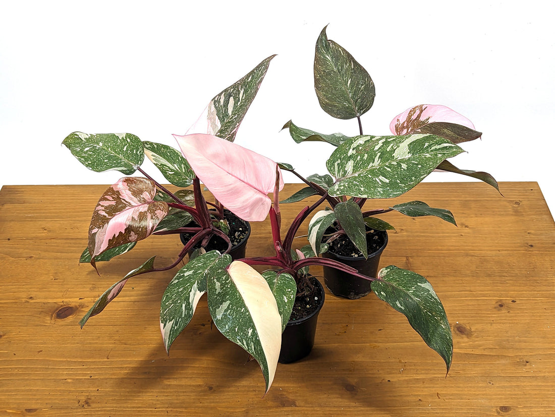 Philodendron Pink Princess Marble - Pick Your Exact Plant