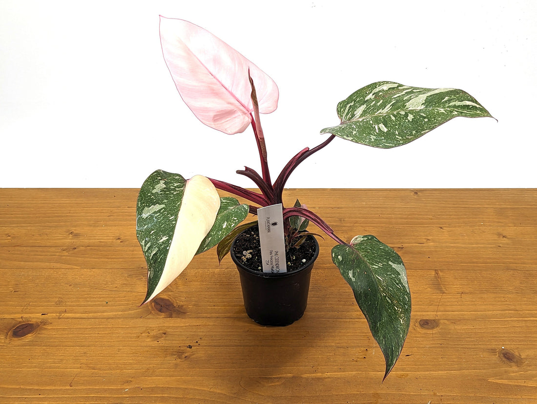 Philodendron Pink Princess Marble - Pick Your Exact Plant