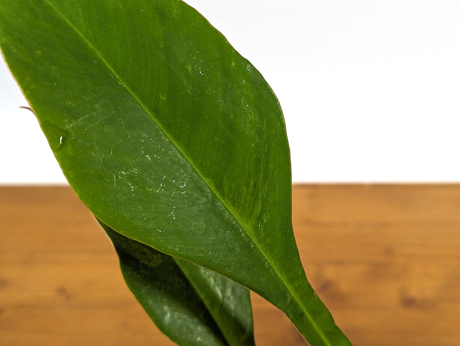 Philodendron Joepii Aurea Variegated - 4 Inch Pot - Exact ID 