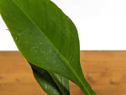 Philodendron Joepii Aurea Variegated - 4 Inch Pot - Exact ID 