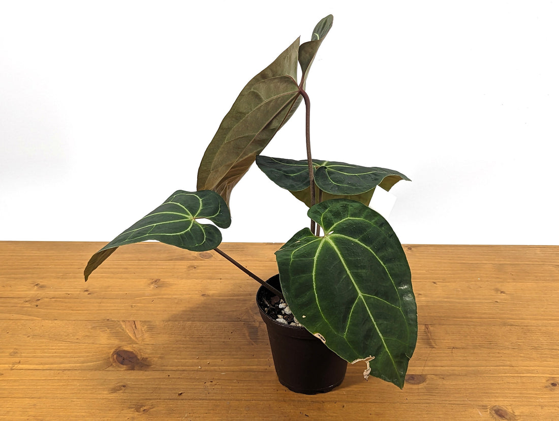 Anthurium Crystallinum x Besseae &