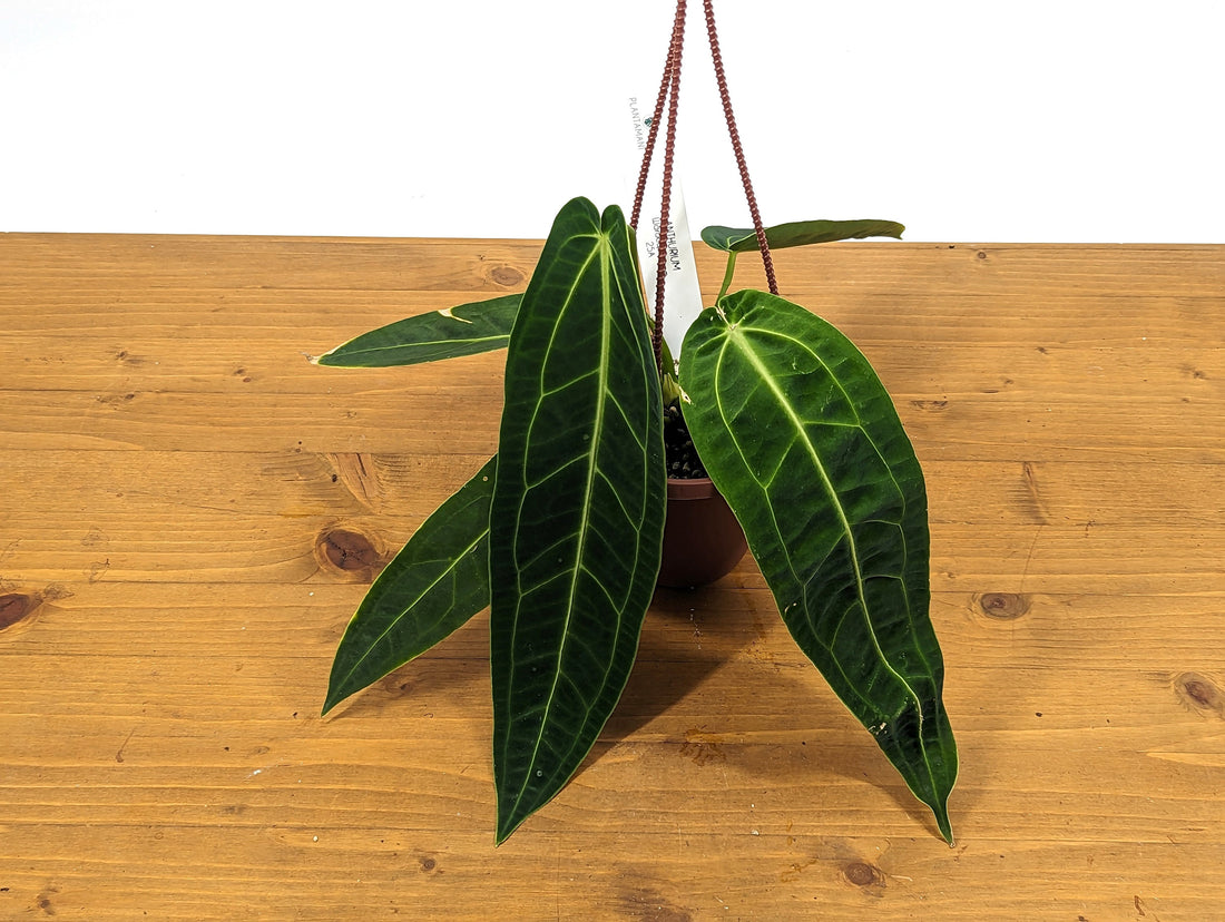 Anthurium Warocqueanum Queen - Hanging Basket Leaves 6-12&quot; long - Pick Your Exact Plant