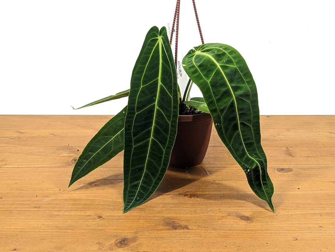 Anthurium Warocqueanum Queen - Hanging Basket Leaves 6-12&quot; long - Pick Your Exact Plant