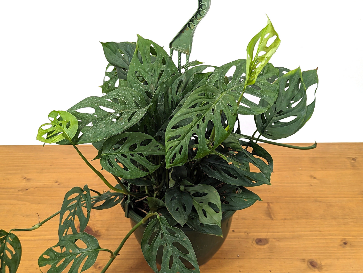 Monstera Adansonii Swiss Cheese Plant in 8 inch Hanging Basket