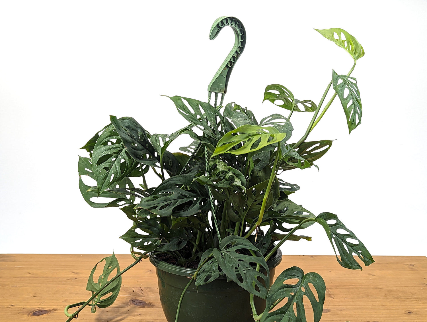 Monstera Adansonii Swiss Cheese Plant in 8 inch Hanging Basket