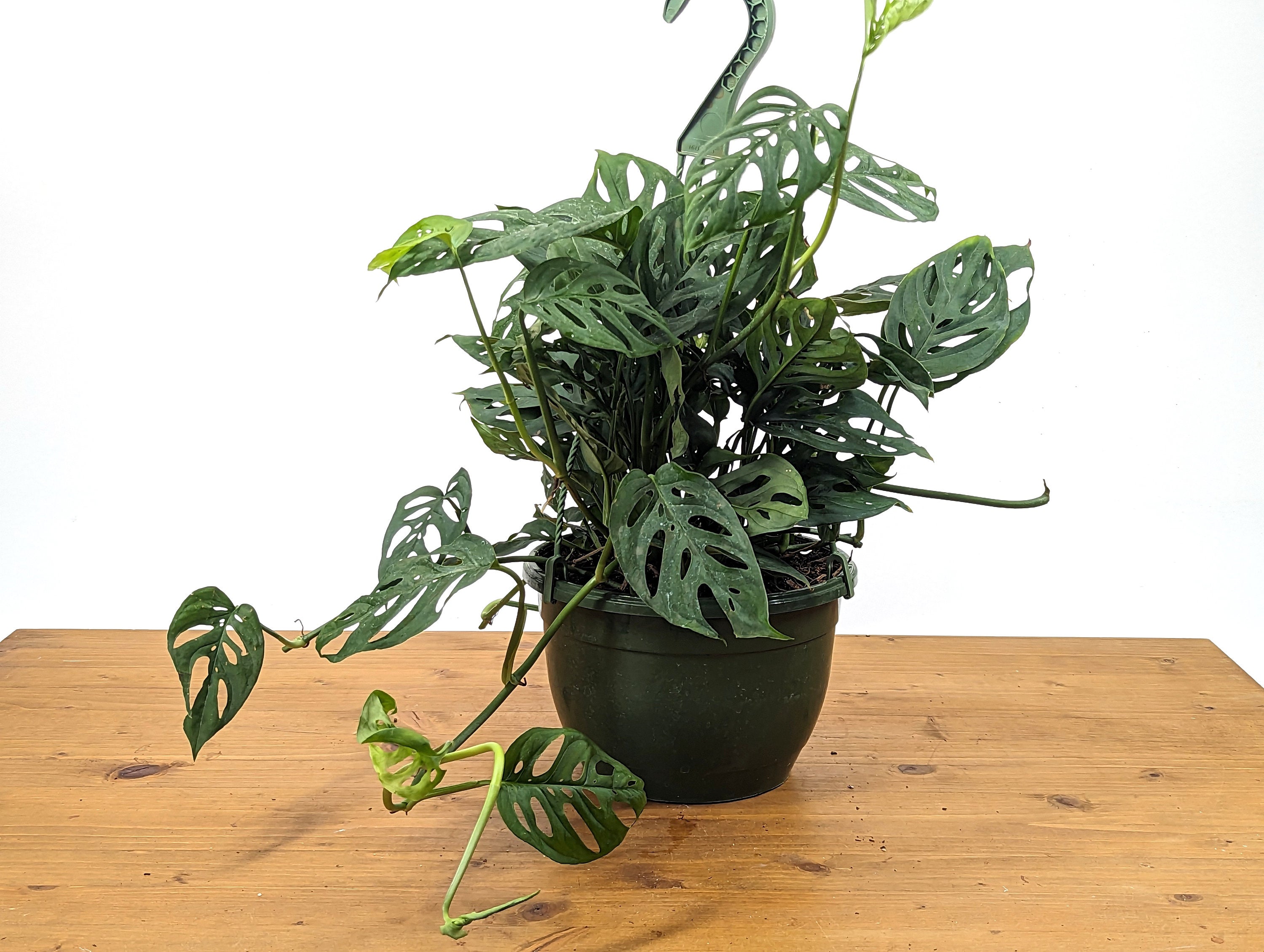 Monstera Adansonii Swiss Cheese Plant in 8 inch Hanging Basket