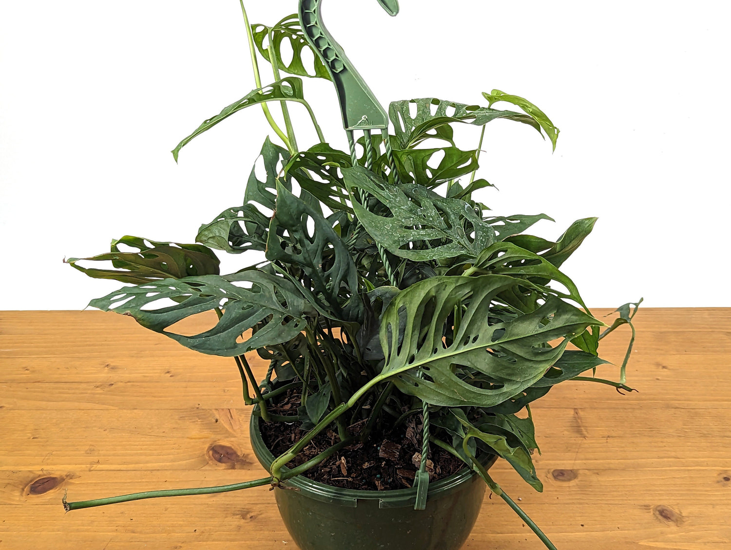 Monstera Adansonii Swiss Cheese Plant in 8 inch Hanging Basket