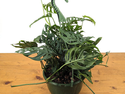 Monstera Adansonii Swiss Cheese Plant in 8 inch Hanging Basket