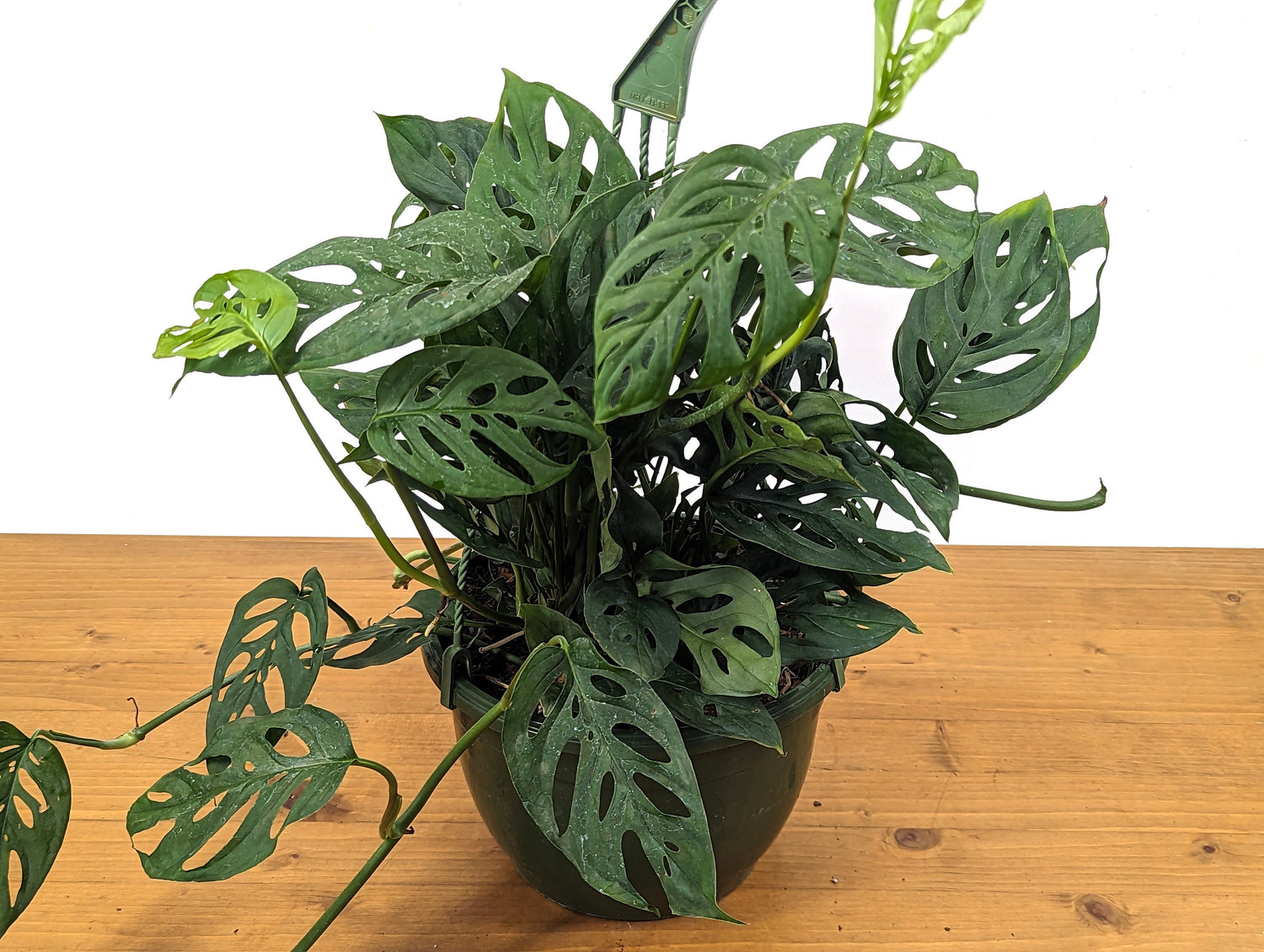 Monstera Adansonii Swiss Cheese Plant in 8 inch Hanging Basket