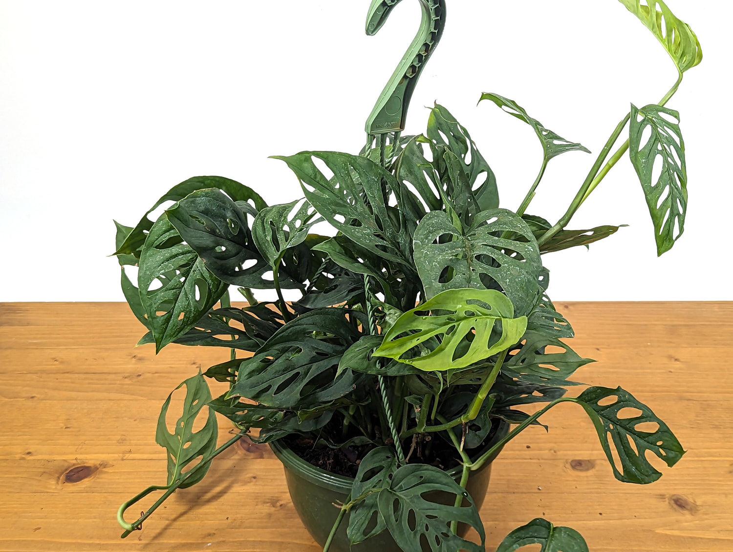 Monstera Adansonii Swiss Cheese Plant in 8 inch Hanging Basket