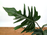 Philodendron Florida Beauty x Tortum (Green) Exact Plant #37A